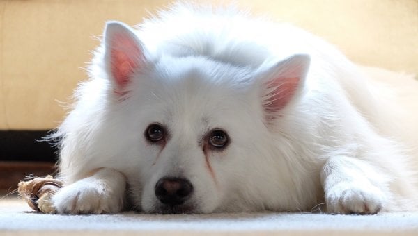 white dog, sad or neutral expression, american eskimo, featured