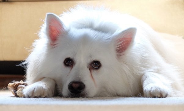 white dog, sad or neutral expression, american eskimo, featured