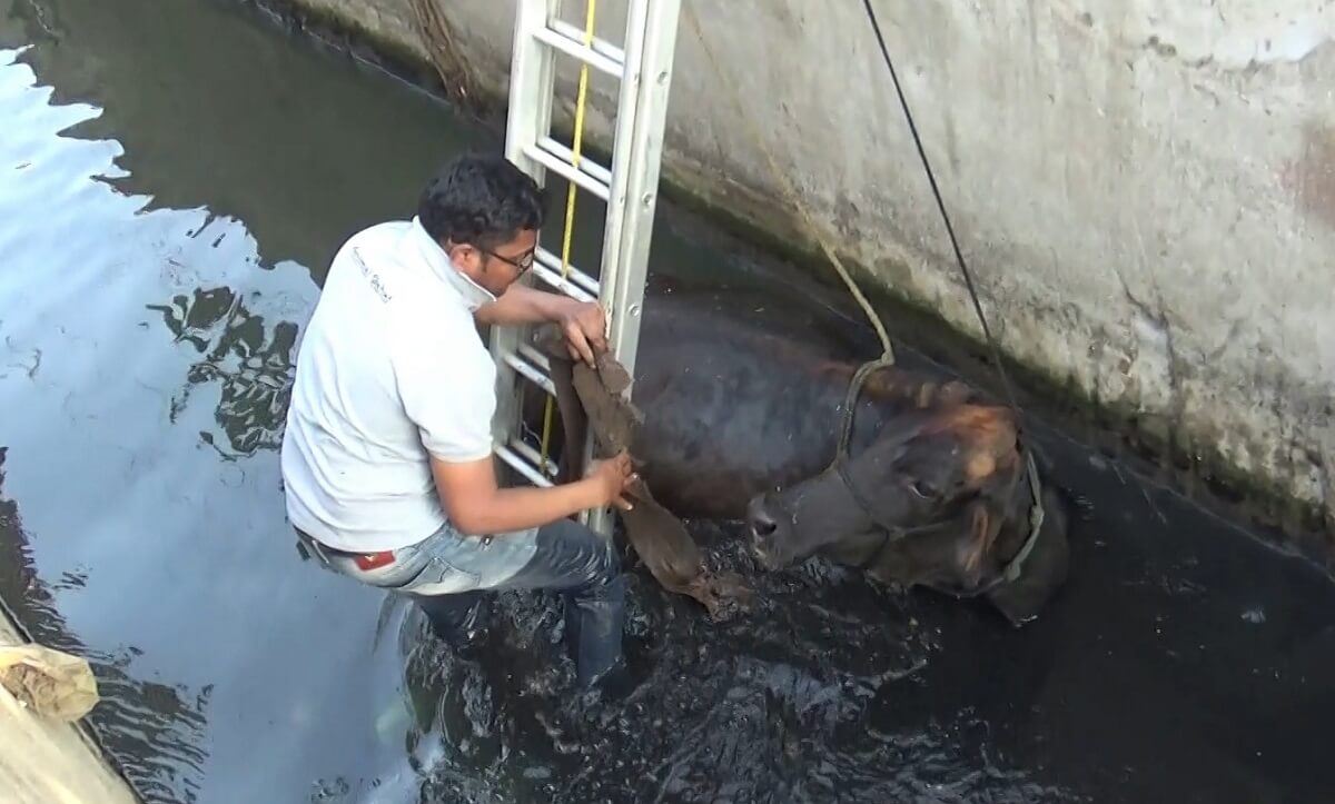 Video: Rescuers Save Cow From Water-Filled Trench | PETA