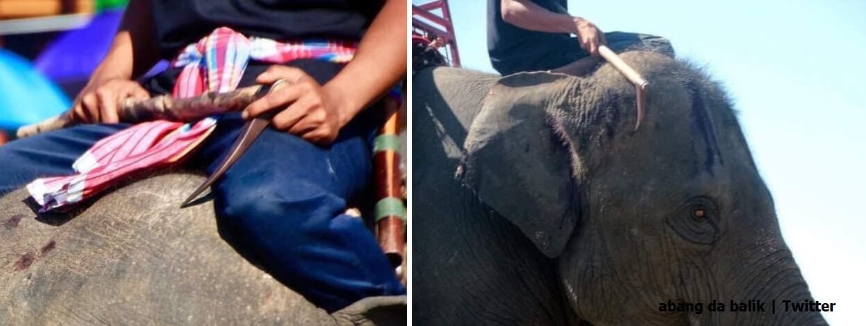 elephant rides