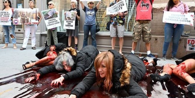 canada goose protest, fur, down, peta-owned