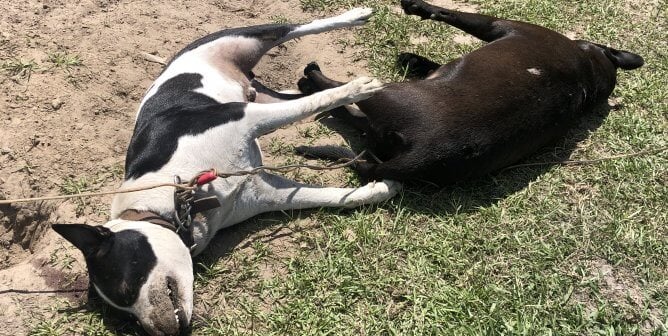 Heat stroke in dogs