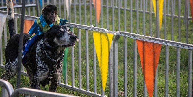 monkey and dog in race at Banana Derby race