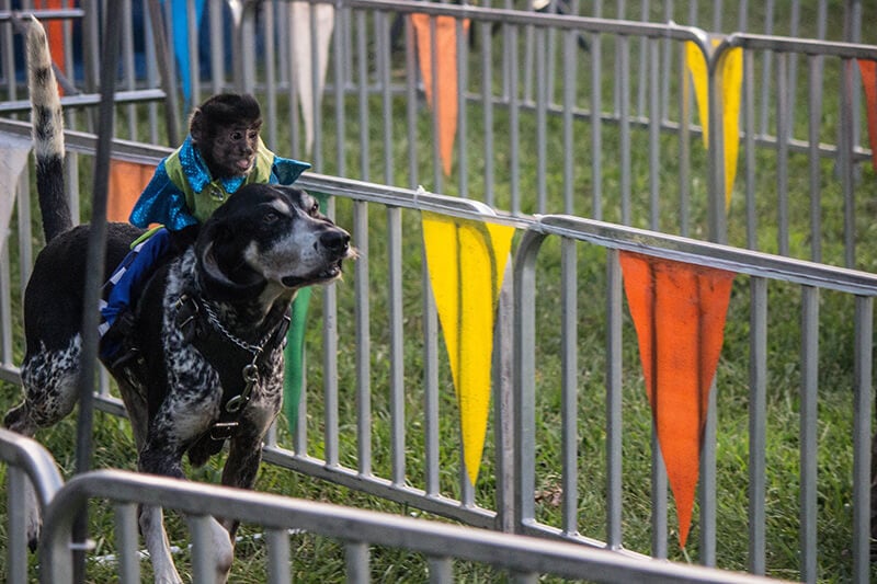 monkey and dog in race at Banana Derby race