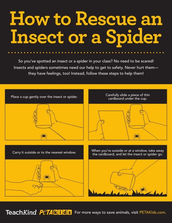 TK Insect Rescue Poster