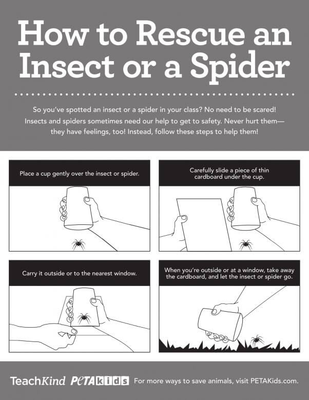 BW TK Insect Rescue Poster