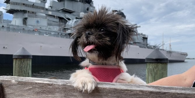 cap rescue miki enjoying her fun day out, national dog day, adopted, happy, featured