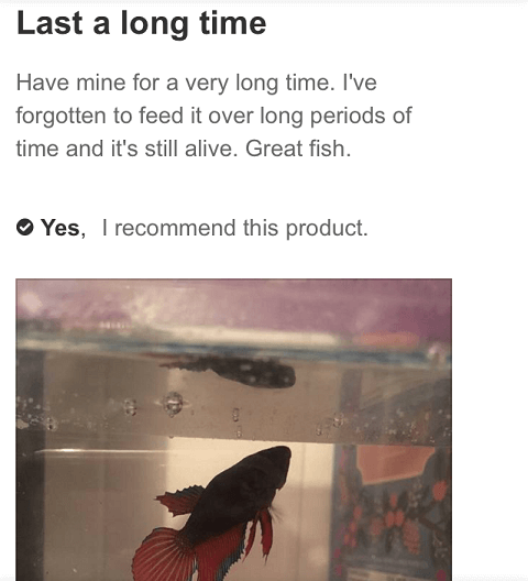 Person Admits to Not Feeding Betta Fish in Review