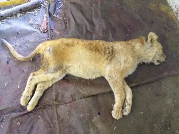 nspca investigation of big cat farm involved in cub petting, canned hunting, trophy hunting, bone trade, wildlife tourism