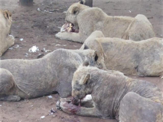 Paralyzed Animals, Cubs in Freezer at Captive-Lion Ranch | PETA Paralyzed Animals, Cubs in Freezer at Captive-Lion Ranch | PETA