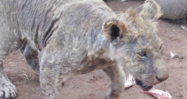 nspca investigation of big cat farm involved in cub petting, canned hunting, trophy hunting, bone trade, wildlife tourism