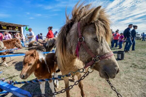 Pony Rides Live Carousels