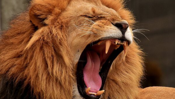 lion roaring, yawning, angry expression, captive