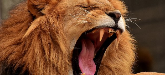 lion roaring, yawning, angry expression, captive