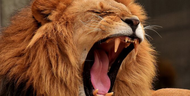 lion roaring, yawning, angry expression, captive