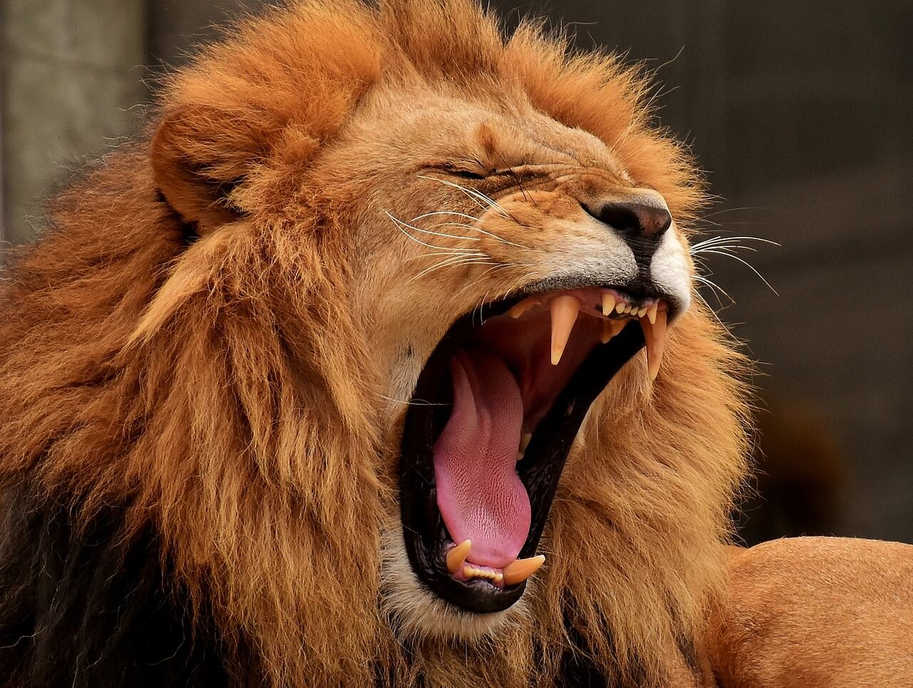 lion roaring, yawning, angry expression, captive