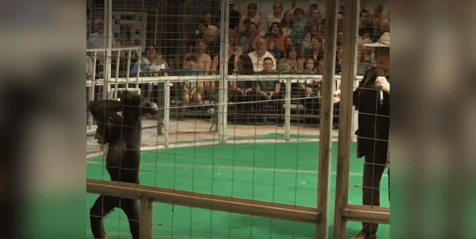 big cat habitat expose