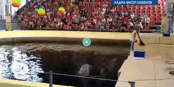 baby dolphin dies during performance at dolphin park, marine mammal captivity