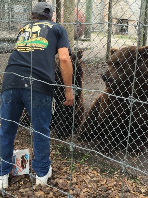 big cat habitat expose