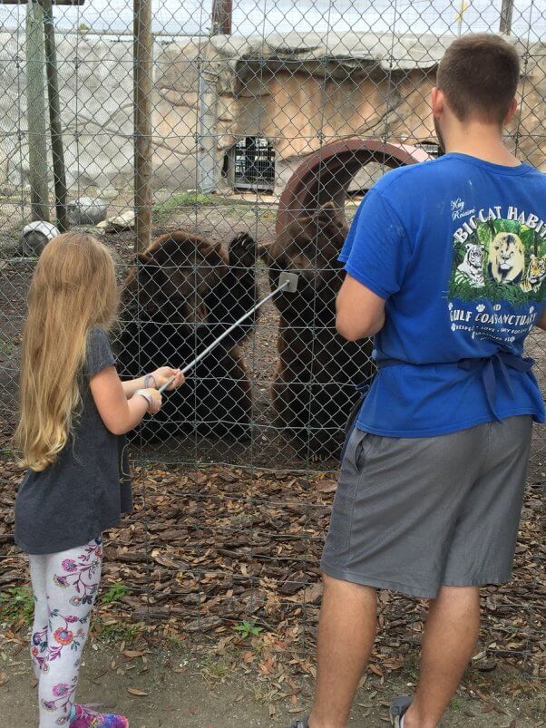 big cat habitat expose