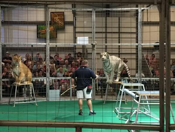 big cat habitat expose