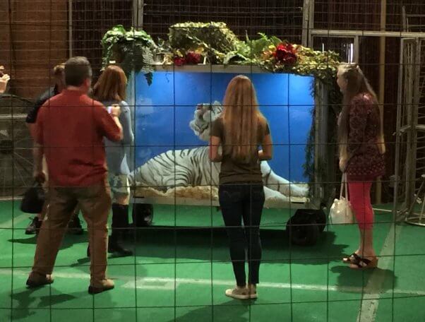 big cat habitat expose