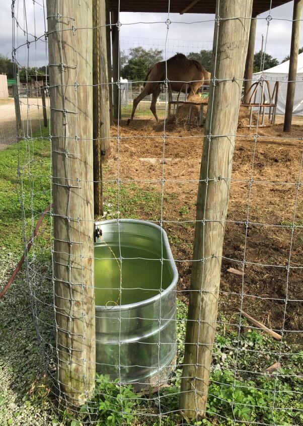 big cat habitat expose