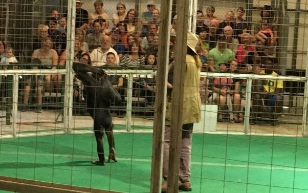 big cat habitat expose