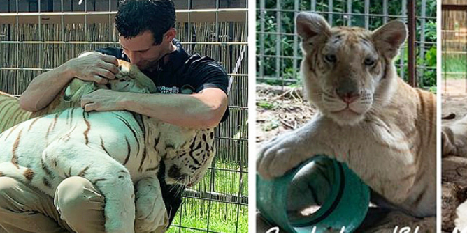 these circus tigers came from myrtle beach safari, a roadside zoo