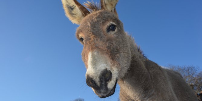 Donkeys will no longer be killed in donkey slaughterhouses in Kenya