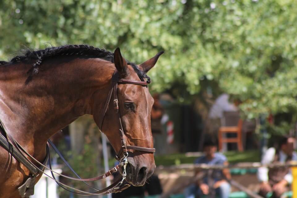 horse riding, bridle 
