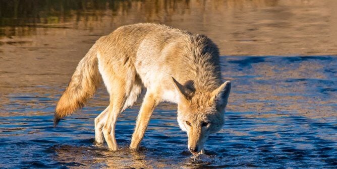 Coyote drinking from body of water
