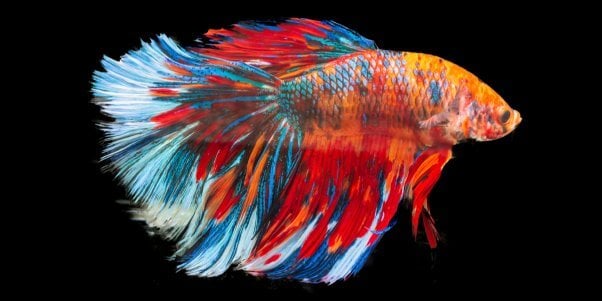 nice betta fish