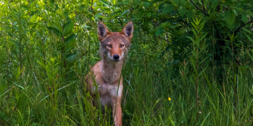 Coyote in the wild