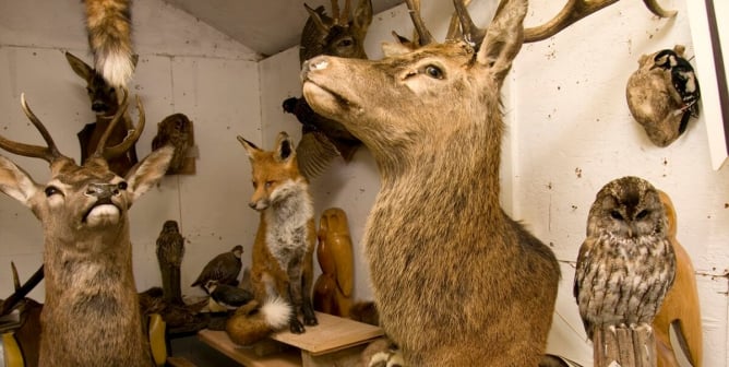 trophy hunting, sport hunting, hunters trophies