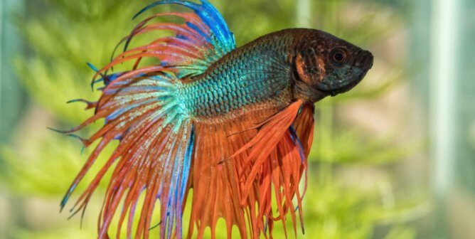 Betta fish