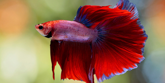 Red betta fish