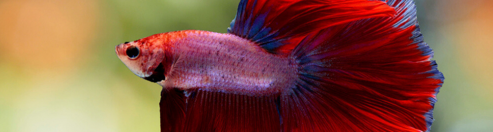 Red betta fish