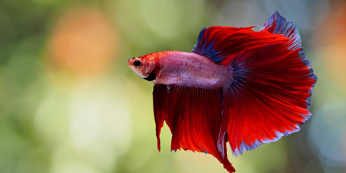 betta fish from