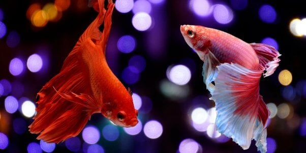 what fish can live with bettas