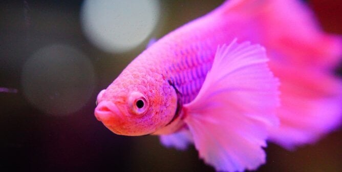 Pink betta fish