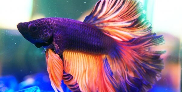 betta fish from