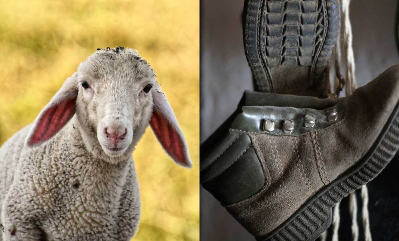 What Is Suede Made Of? Is Suede Vegan? Get the Facts | PETA
