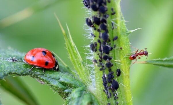 ladybug and ant