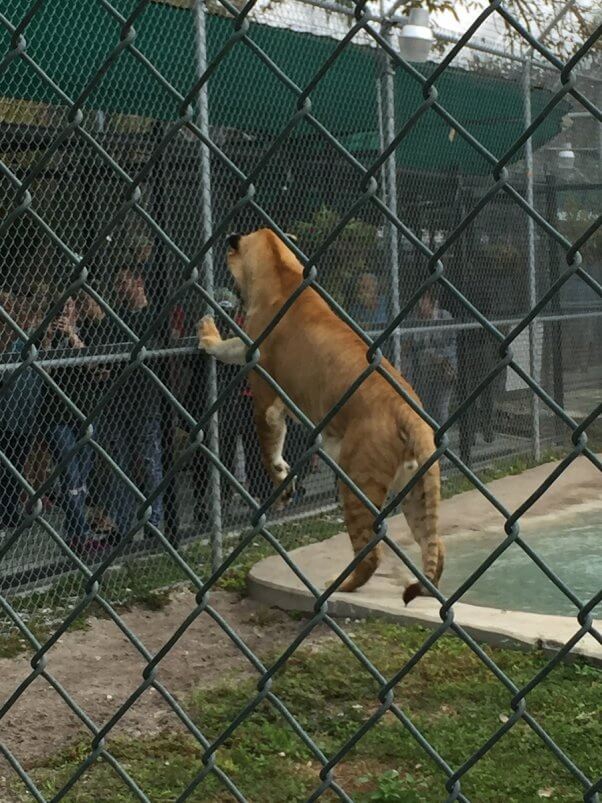 big cat habitat expose