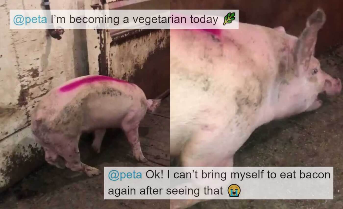 Pig Eats Bacon vlr.eng.br