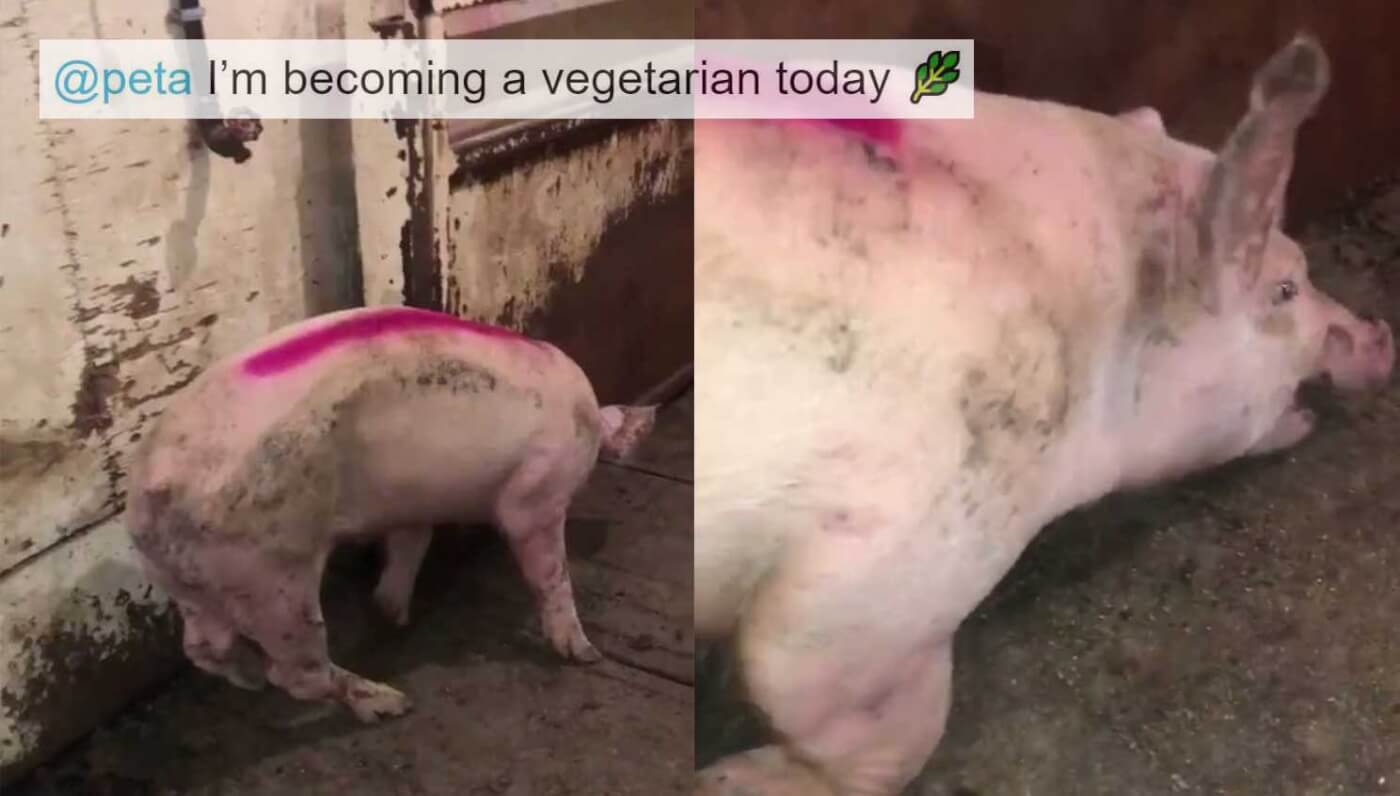 MeatEaters Swear Off Bacon After Watching THIS Video PETA