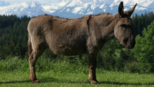 its easy to help donkeys with these peta action alerts