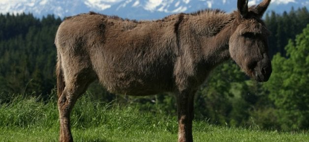 its easy to help donkeys with these peta action alerts
