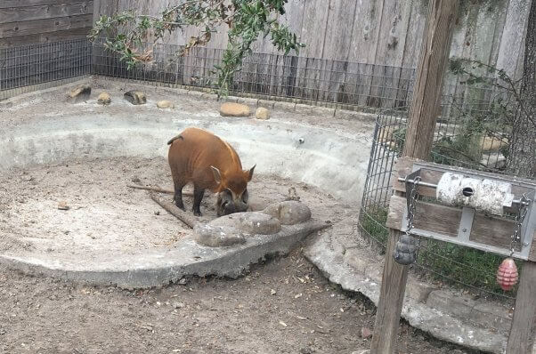 big cat habitat expose